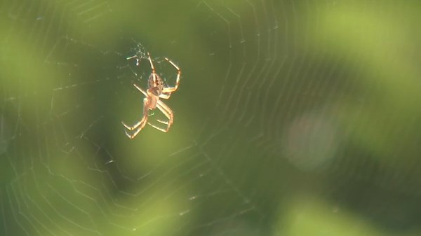 Spider bite or mosquito bite? How to tell the difference - and when to see a doctor