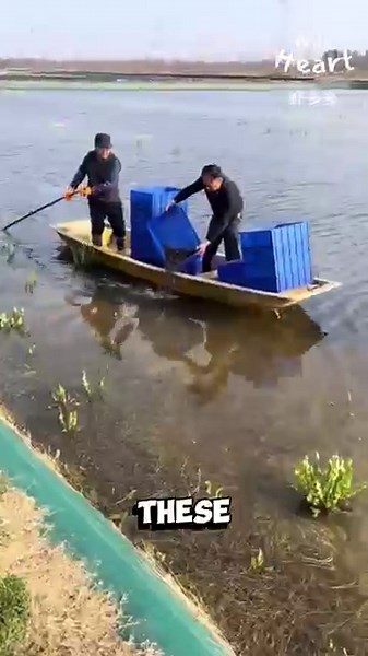 What Happens on a Crayfish Farm