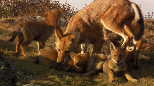 2.3M views · 15K reactions | These two Ethiopian wolves are the only survivors of a 23-member pack—but there's still hope. | National Geographic | Facebook