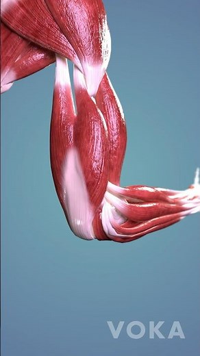 Elbow flexion explored in 3D - muscles and ligaments of the moving elbow joint 3D visualization