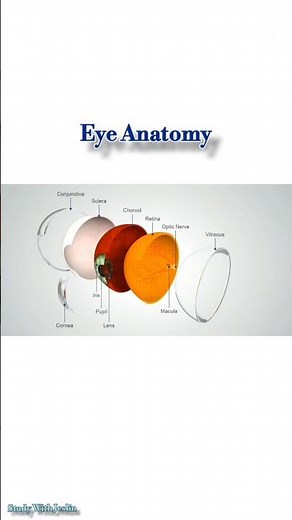 Eye Anatomy Explained | Parts of the Eye Quick Visual Guide #anatomy #opthalmology #eyehealth #eyes
