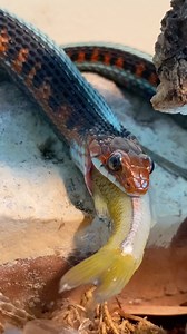 40K views · 5.3K reactions | Sylvanite, my captive bred female Californian red-sided garter snake (Thamnophis sirtalis infernalis) enjoying a frozen thawed silver side fish ! Isn’t she stunning?! • #gartersnake #snake #animal #reptile #reptiliatus #pet #thamnophis #thamnophissirtalisinfernalis #snakesofinstagram #beautiful #reels #instagram #viral | Reptiliatus | Facebook