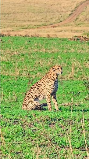🐆🐆 Beautiful Cheetah 🐆🐆 #Wildlife #Safari