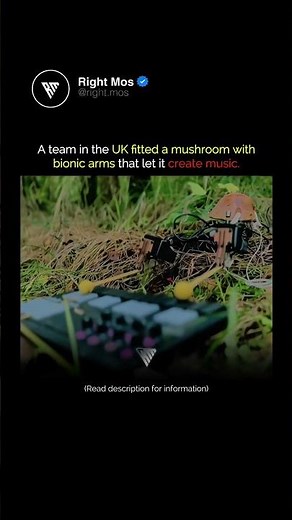 Musical Mushroom 🎵🍄