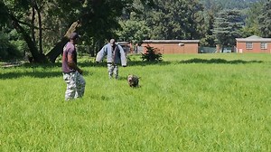 2.3K views · 15 shares | American Bully Advanced Protection Training...