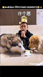 🤣 ఈ జంతువులు చేసిన FUNNY MOMENTS 😂-4 #funny #comedy #shorts