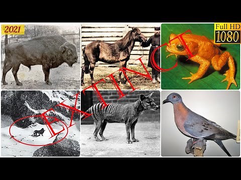 List of Recent Extinct Animals (120 plus)