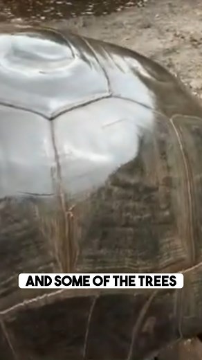 26 reactions | Tell us, what can you see in his shell? . . . . . #tortoises #aldabratortoise #tortoiselovers #rareanimals #ilovereptiles #babytortoises #aldabraofinstagram #tortoisegram #tortoisetuesday #gianttortoise #reptilekeeper #reptilepets #elongatedtortoise #reptiles #tortoise #reptilelover | Florida Iguana and Tortoise Breeders | Facebook