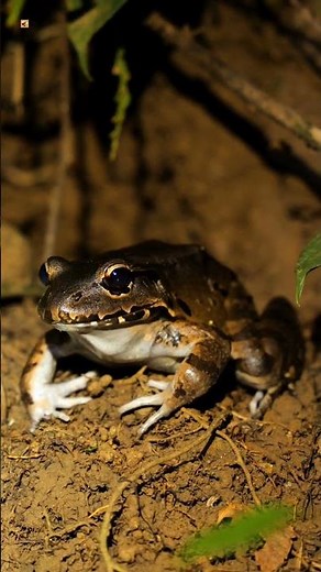 Frog Sounds (Cane Toad)