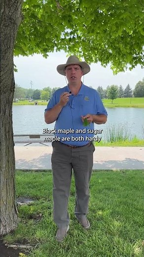 Black maple tree ID with Forester Chip