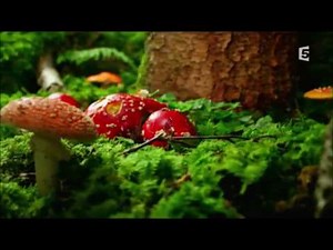 Champignons : Reproduction