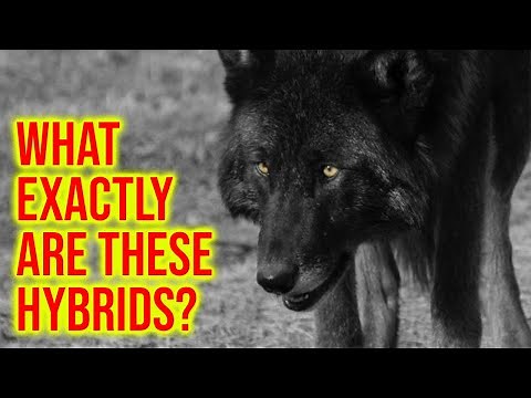 The Wolfdogs; What Exactly Are These Hybrids