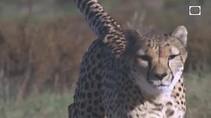107K views · 640 shares | The cheetah is the fastest land mammal on...