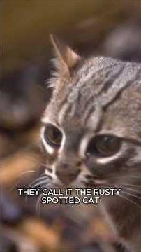 Rusty Spotted Cat: The Smallest Cat In The World #Cat #Animals #Shorts