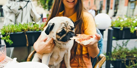 Can Dogs Eat Cheese?