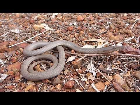 Burton's Legless Lizard (Lialis burtonis) - Natural Curiosity -