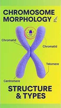 Morphology of Chromosome 🔬 | Structure & Parts Explained 🧬