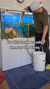 Ultimate Guide to Discus Aquarium Maintenance!