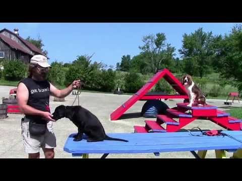 Training Your Labrador Retriever Part 2