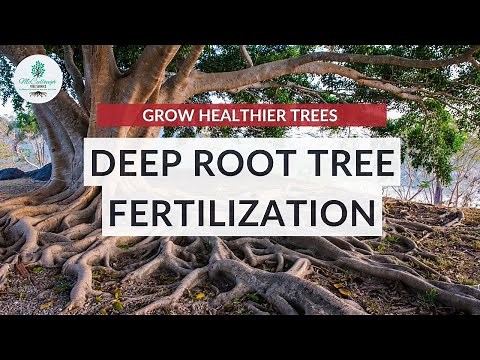 Deep Root Fertilization for Trees | The SECRET to Making Your Trees THICKER
