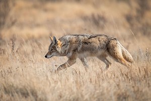 Coyote Behavior - Fascinating Facts About Coyotes