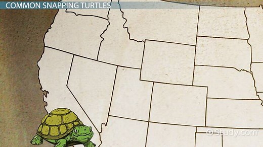 Snapping Turtles | Characteristics, Types & Habitat