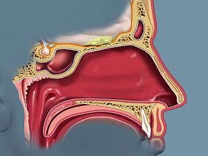 Olfaction in humans explained | Britannica