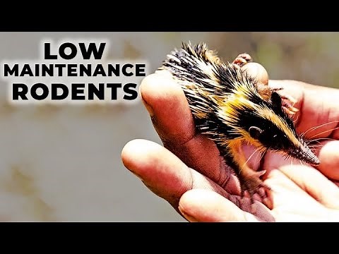 Best Low Maintenance Rodents That Make Great Pets