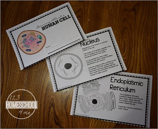 Human Cells for Kids - Worksheet, Cell Model Activity, Review Game