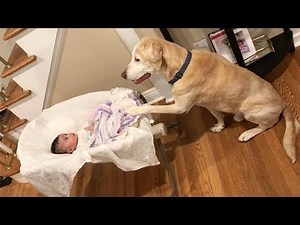 Labradors love to play with Сhildren and Baby Compilation