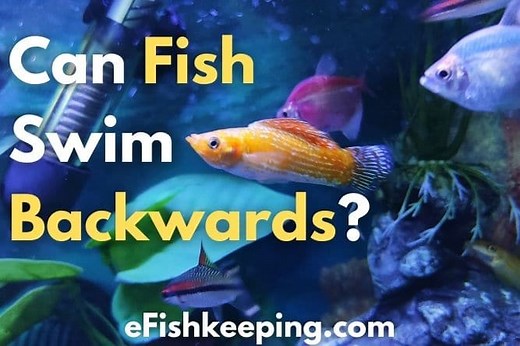 Can Fish Swim Backwards? [Top 8 Fish That Do!]