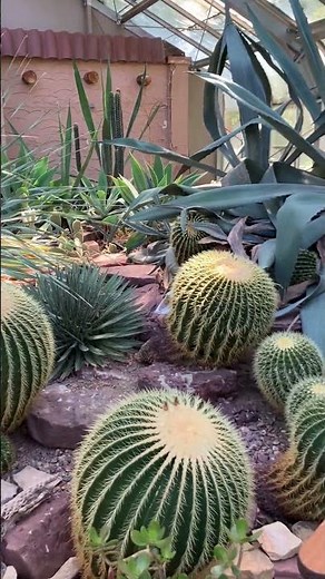 Desert room at Lamberton Conservatory. Rochester NY