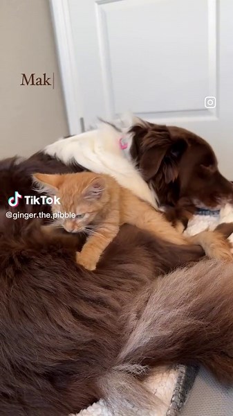 Cat Making Biscuits on Dog - Heartwarming Foster Kittens Video