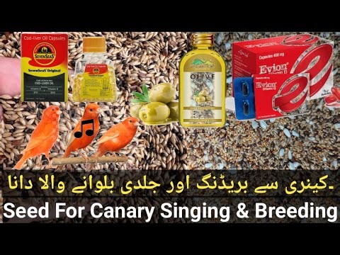 How to Make Your Canary Birds singing and Breeding Fast | Best Expert Guide For Canary lovers