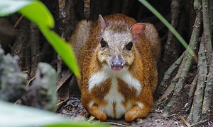 Meet the Chevrotain, the Small and Secretive Mouse Deer