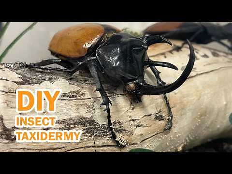 Make Your Own Insect Taxidermy