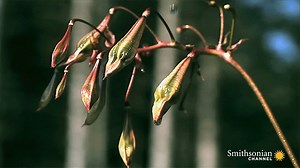 Remarkable Footage of Plants That Explode to Disperse Their Seeds