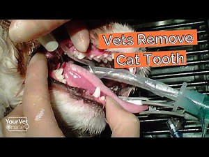 Tooth Removal In A Cat | See What Happens When A Vet Removes A Cat's Tooth