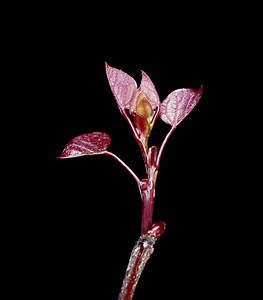 What Time of the Year to Plant a Redbud Tree