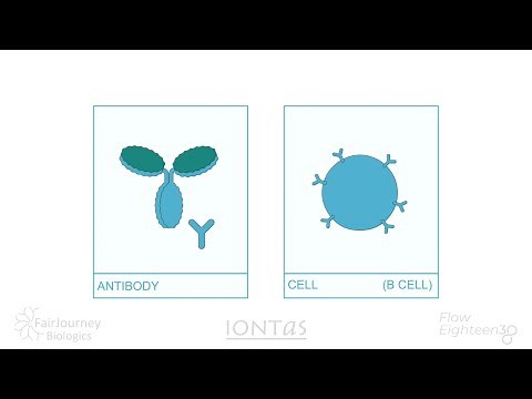 An Introduction to Antibody Phage Display