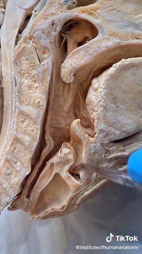 Understanding the Epiglottis: Key Facts and Functions