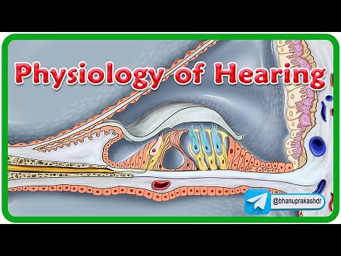 Physiology Of Hearing Animation👂Understanding the Sound Journey 🎶