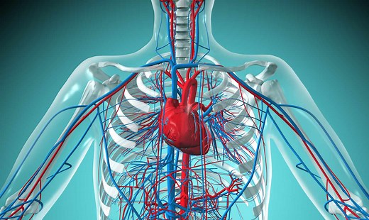 How Open vs. Closed Circulatory Systems Function