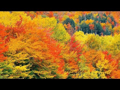 September Golden Autumn, Beautiful Relaxing Music, Peaceful Soothing Music, by Tim Janis