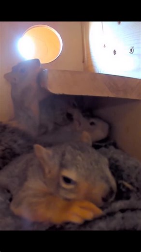 Squirrel Boxes on Instagram: "Days are filled with memories. They drift through our thoughts like quiet visitors, each one carrying its own weight and meaning. Some bring warmth and lift our spirit. Others stop us in our tracks and ask us to look a little deeper. Together they shape the way we see the world and the choices we make in the moments ahead. Memories can soften the hardest days or change the direction of our next step. They hold the lessons we learned and the love we once felt, remind