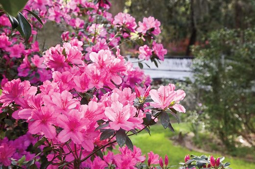 How To Grow And Care For Azaleas