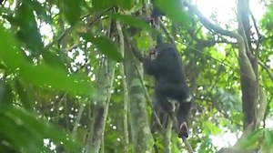 11K views · 1.3K reactions | Bonobos are often called the Peter Pan Ape, known for holding onto their playful ways well into adulthood. #Bonobos #GreatApes #Conservation #WorldWildlifeDay | Friends of Bonobos | Facebook