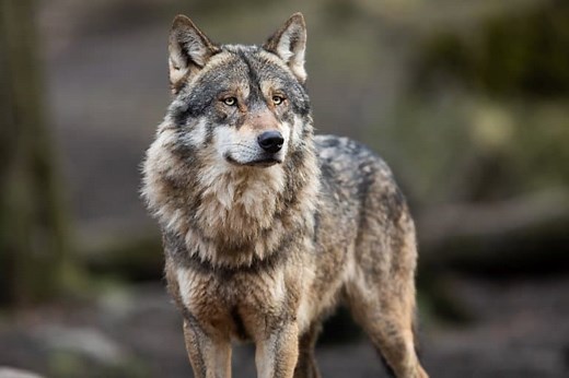 17 Wild Gray Wolf Facts - Fact Animal