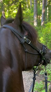 319K views · 14K reactions | Deer Lake, Olympic National Park,...