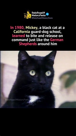 The Cat Trained Like a Guard Dog